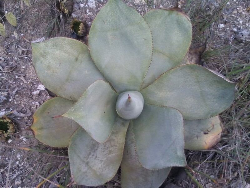 Agave gypsicola photo 3