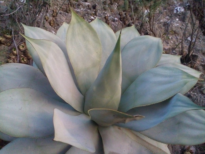 Agave gypsicola photo 4
