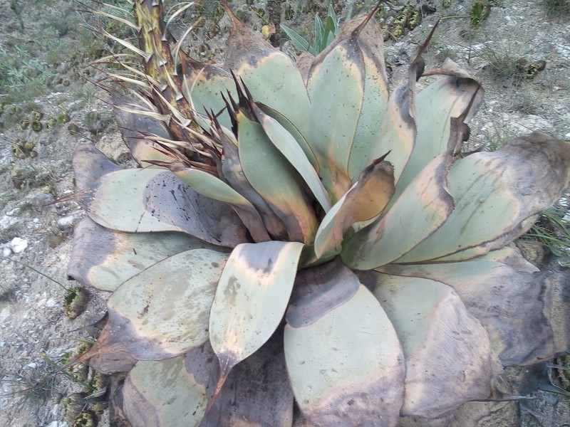 Agave gypsicola photo 5