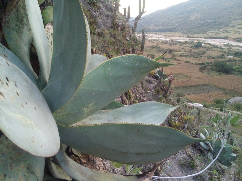 Agave gypsicola photo 6