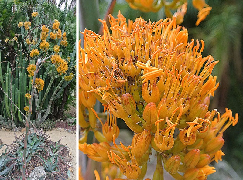 Agave gypsophila