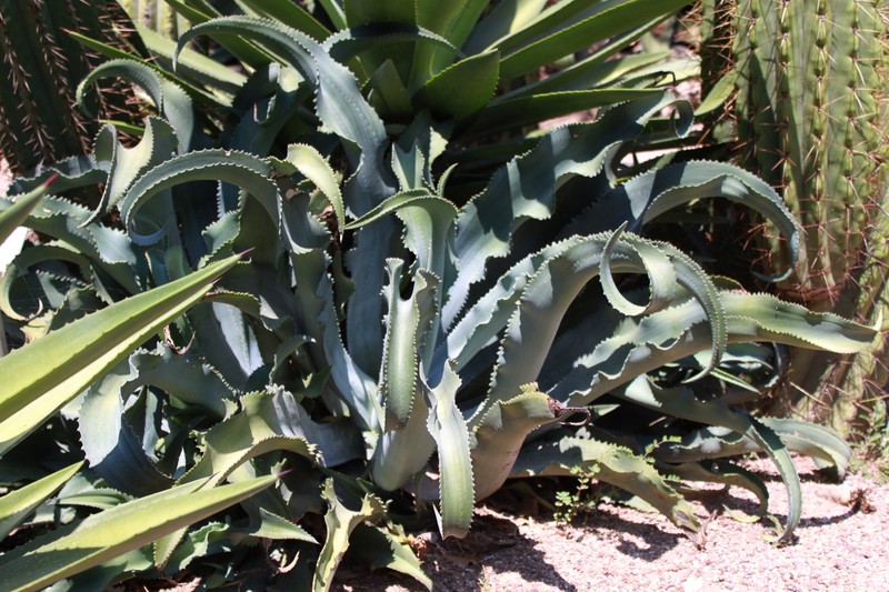 Agave gypsophila photo 3