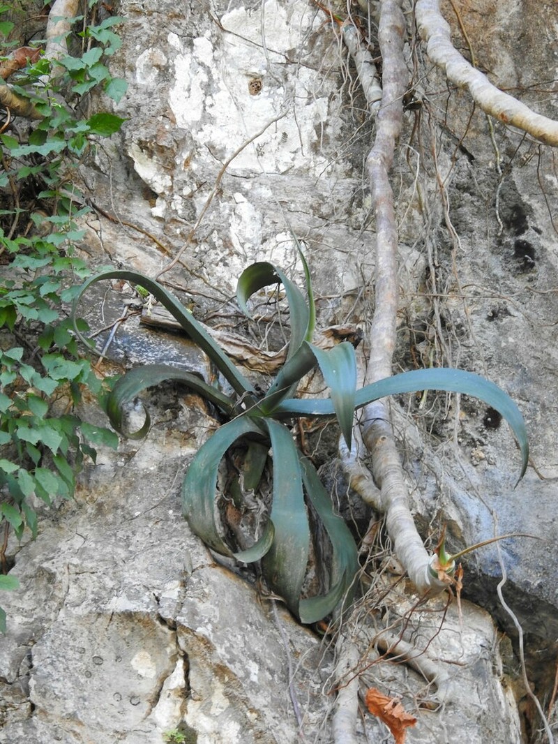 Agave gypsophila photo 4