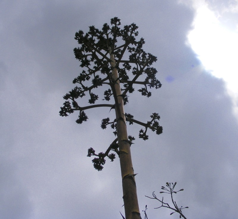 Agave harrisii