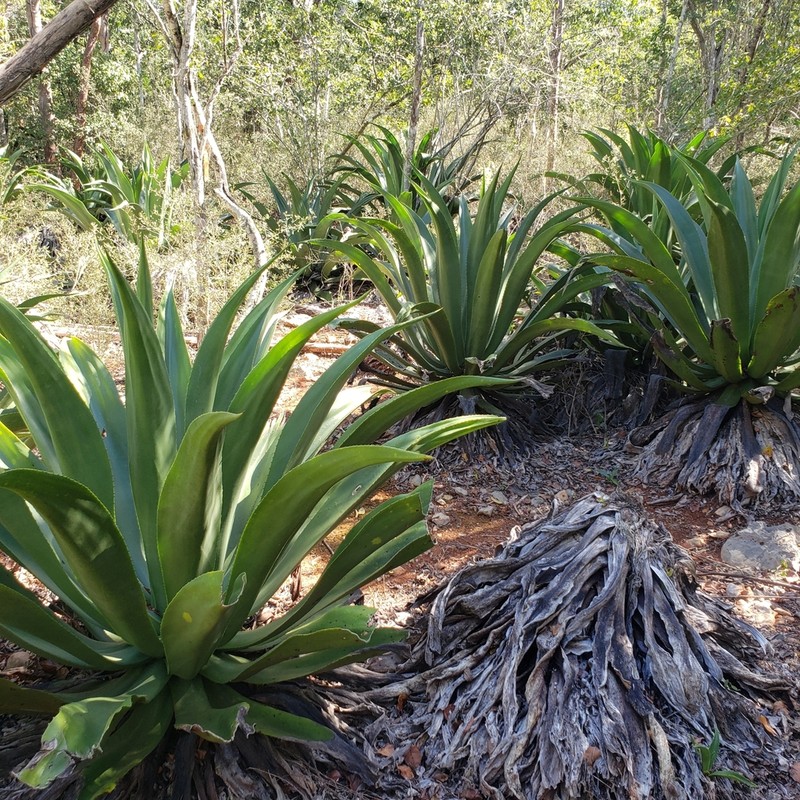 Agave harrisii photo 2