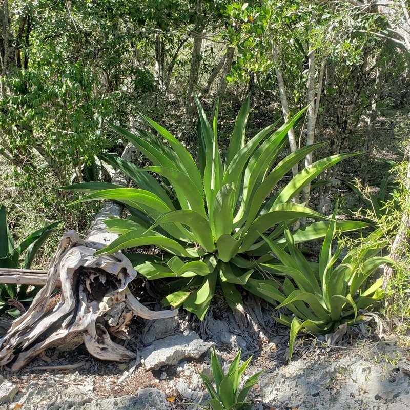 Agave harrisii photo 3