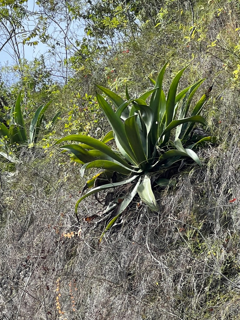 Agave harrisii photo 4