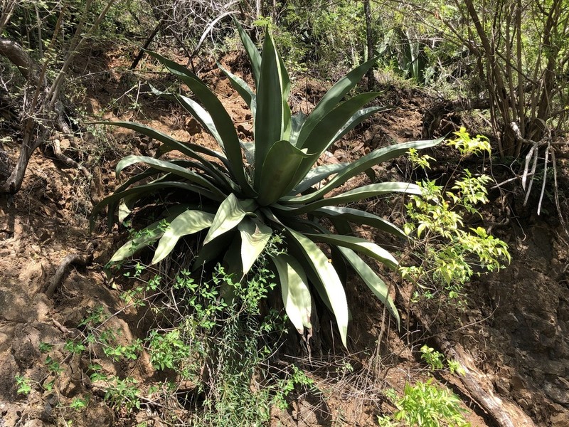 Agave harrisii photo 5