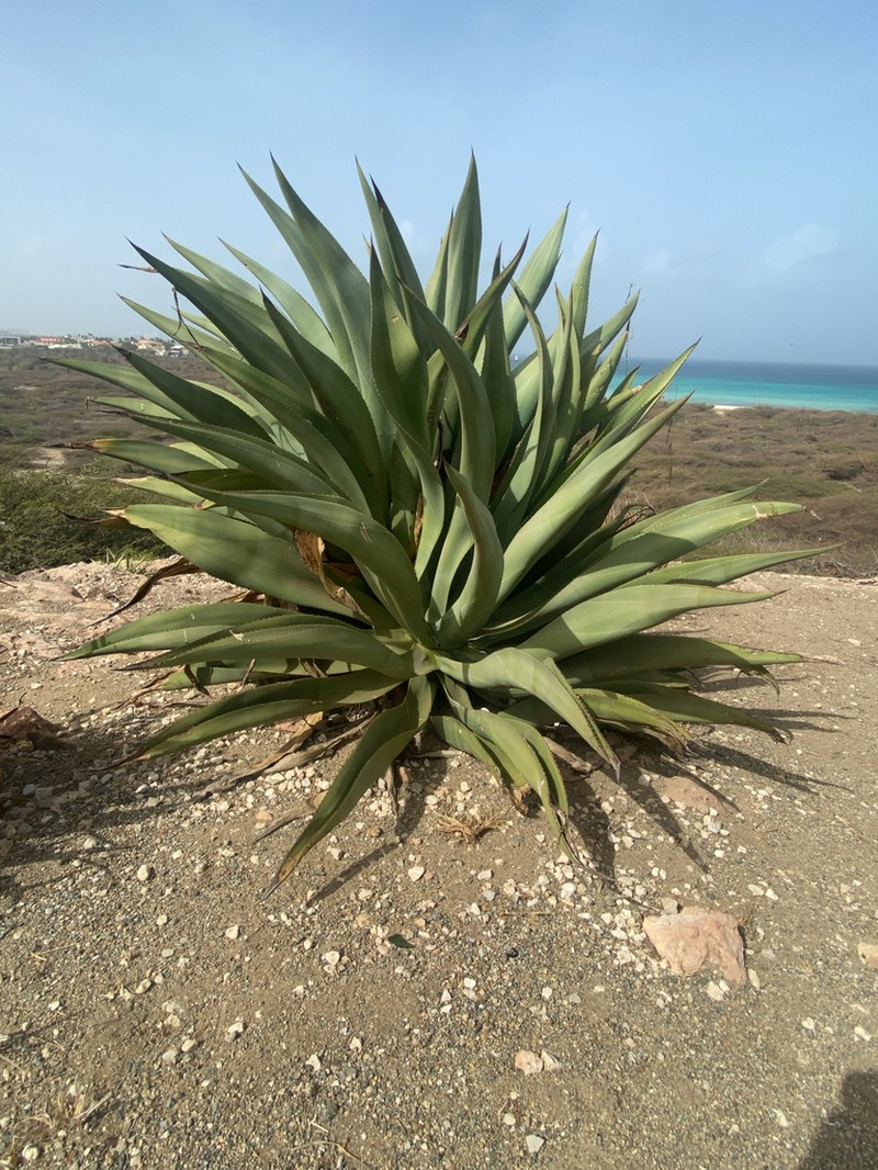 Agave harrisii photo 6