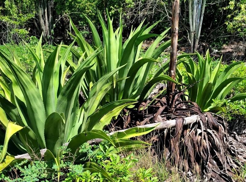 Agave harrisii photo 7