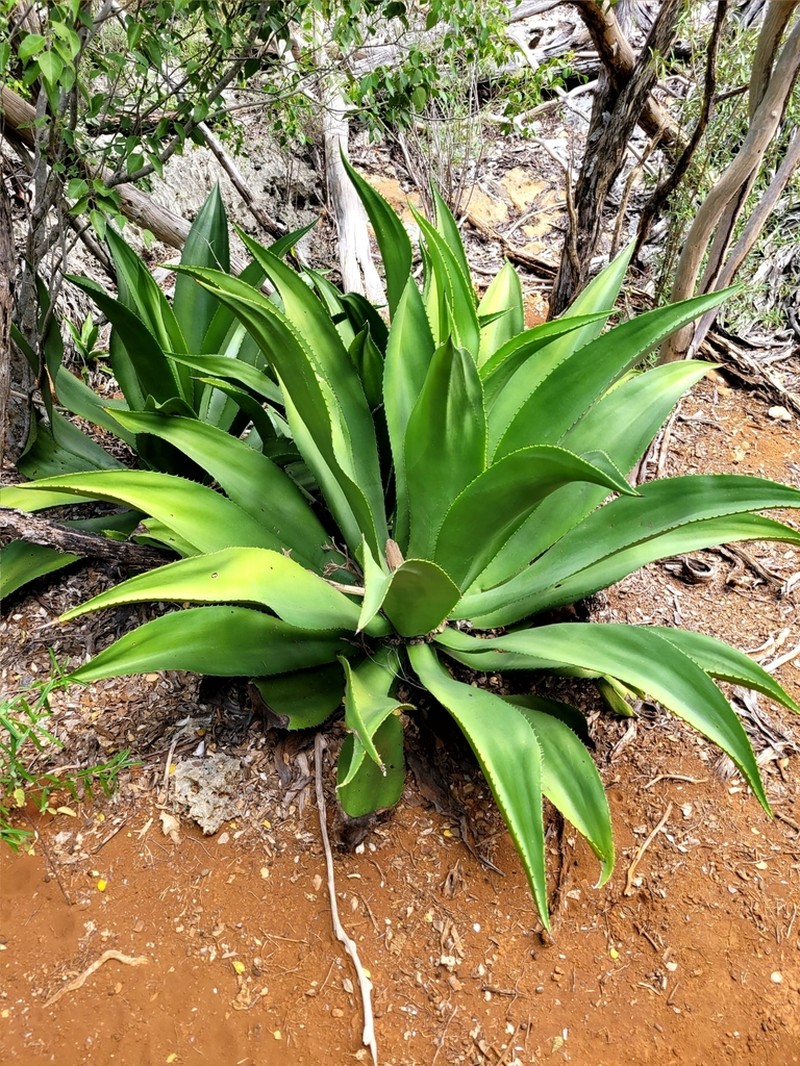 Agave harrisii photo 8