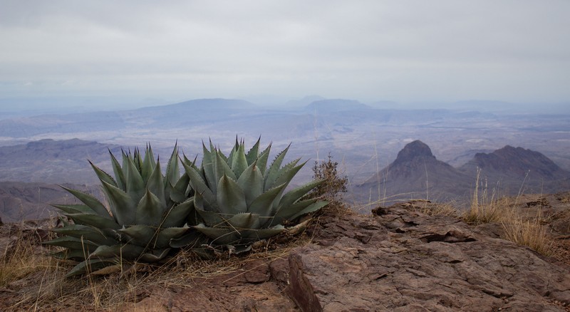 Havard's Century Plant photo 3