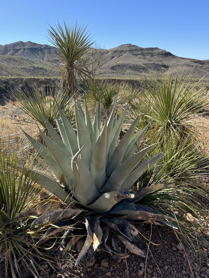 Havard's Century Plant photo 4