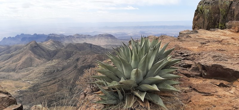 Havard's Century Plant photo 5