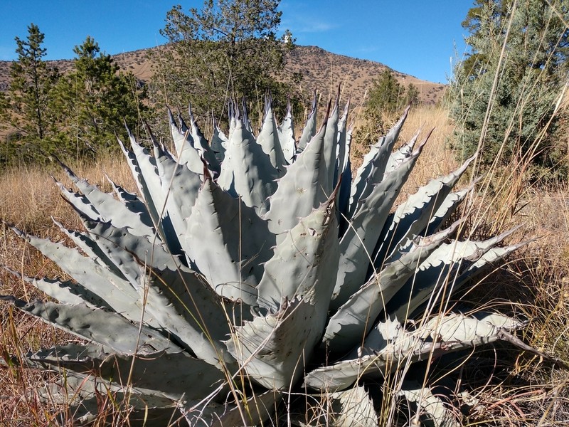 Havard's Century Plant photo 6