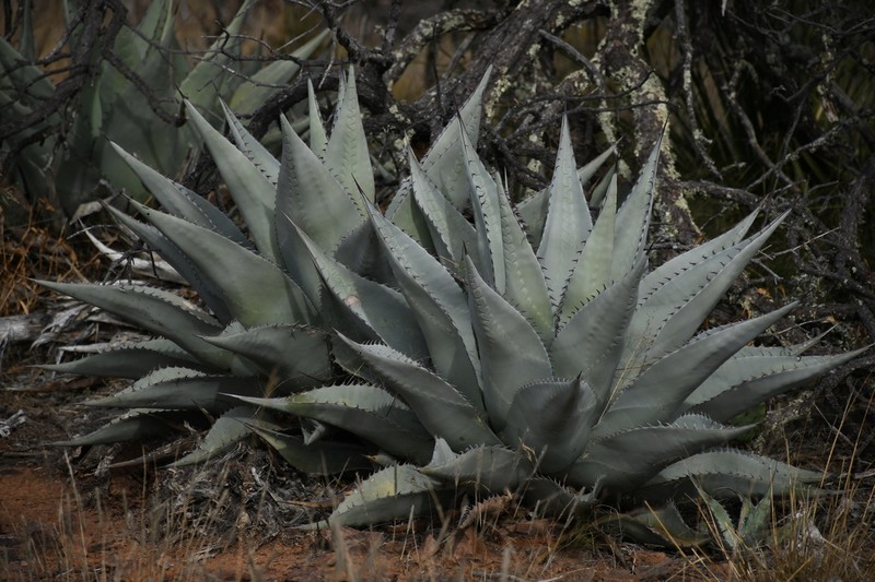 Havard's Century Plant photo 7