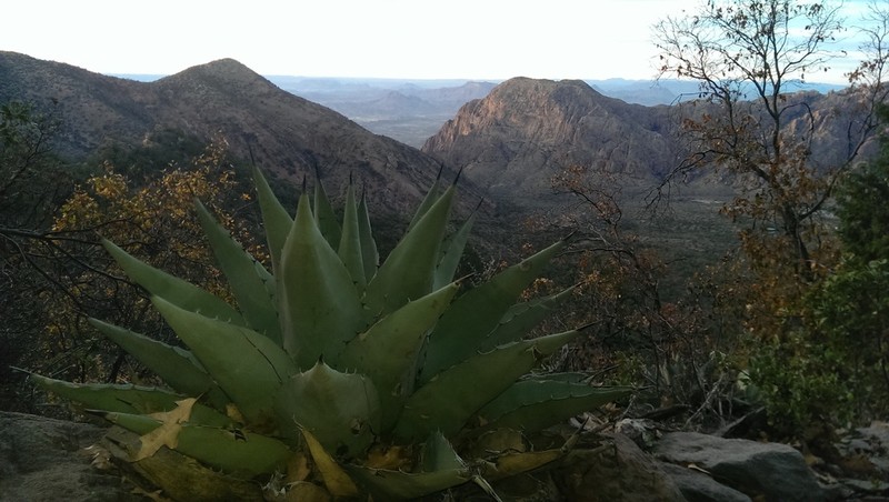 Havard's Century Plant photo 8