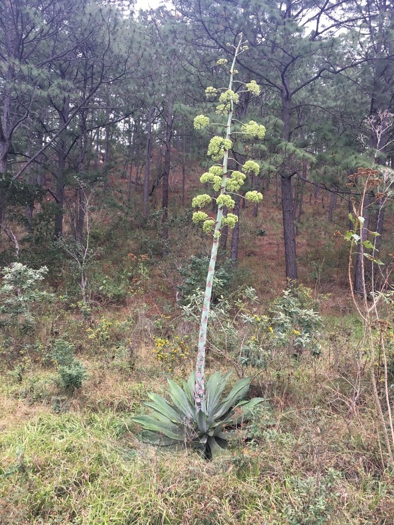 Agave hiemiflora