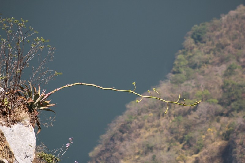 Agave hiemiflora photo 2