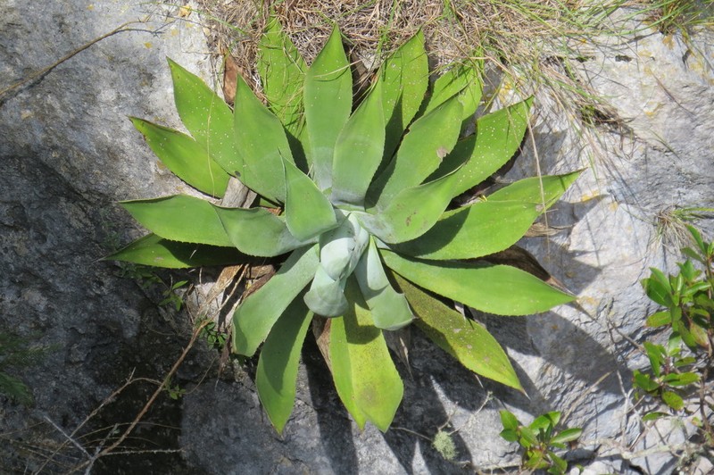 Agave hiemiflora photo 3