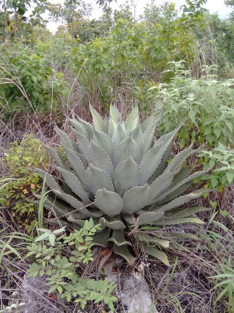 Agave hiemiflora photo 4
