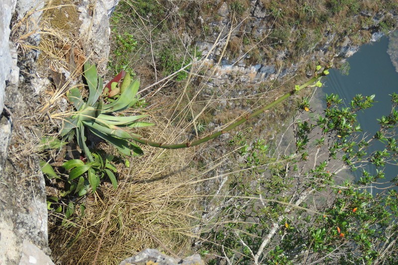 Agave hiemiflora photo 5