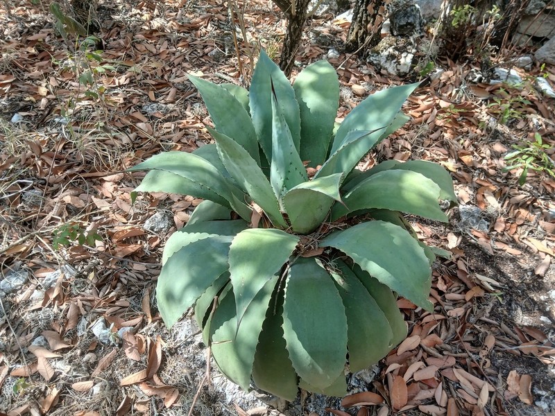 Agave hiemiflora photo 7