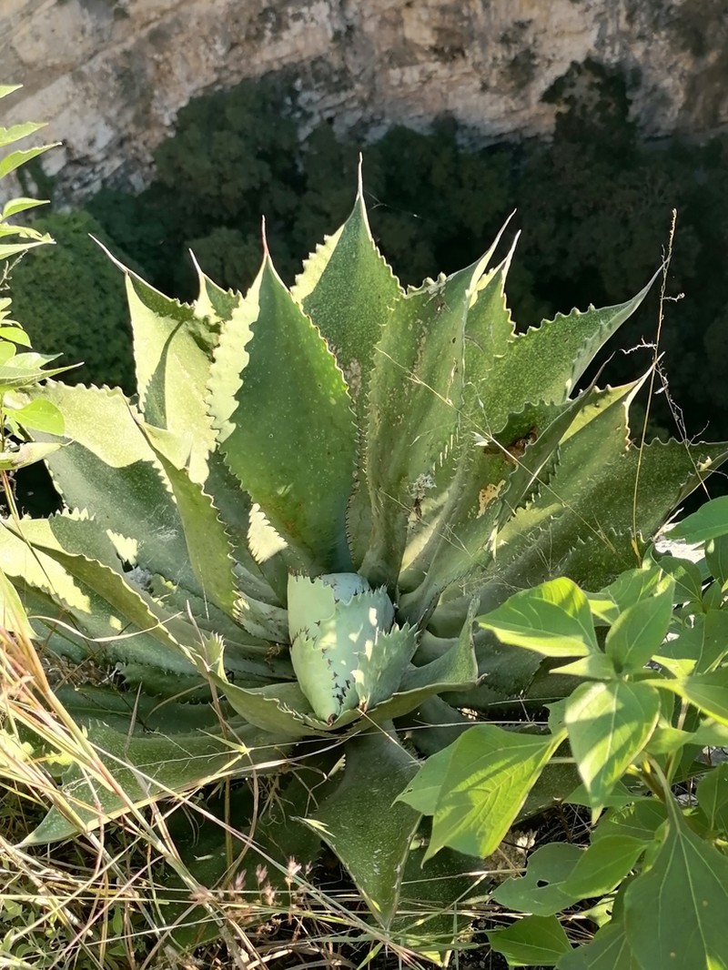 Agave hiemiflora photo 8