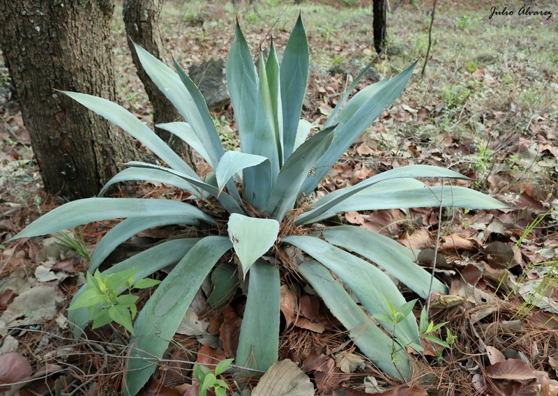 Agave hookeri