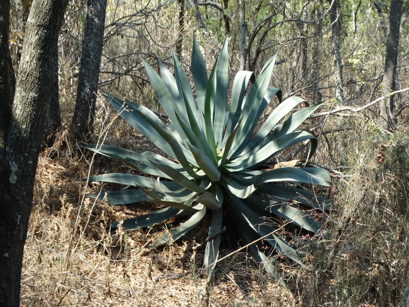Agave hookeri photo 2