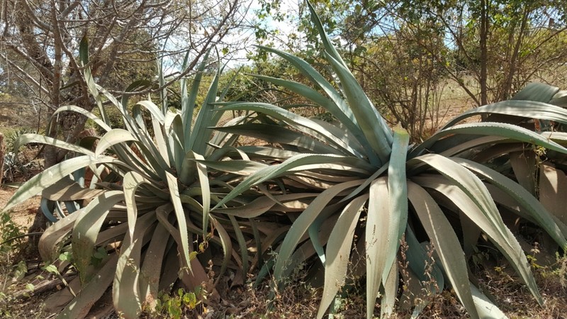 Agave hookeri photo 3