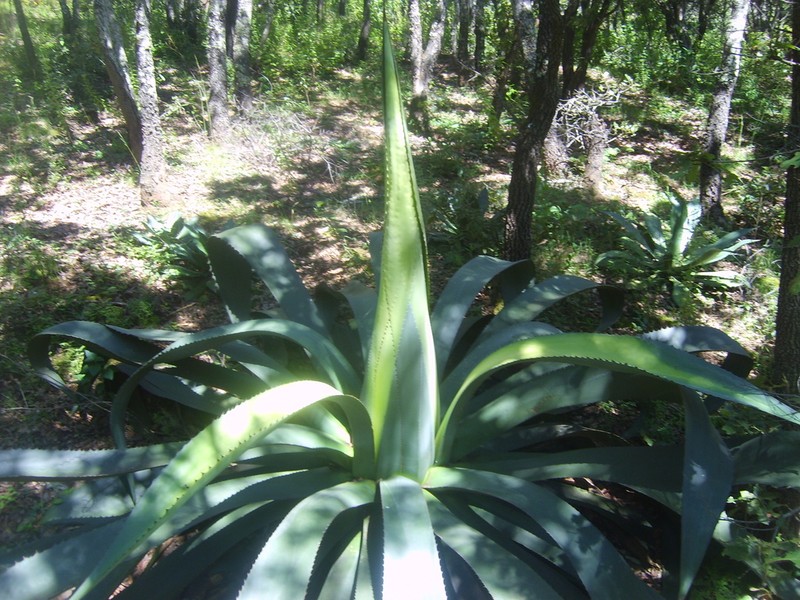 Agave hookeri photo 4