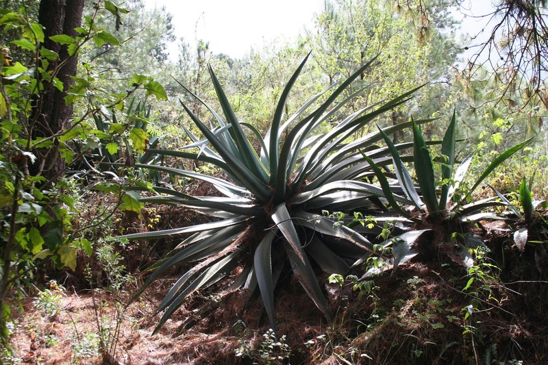 Agave hookeri photo 5