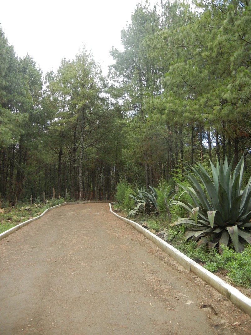Agave hookeri photo 6