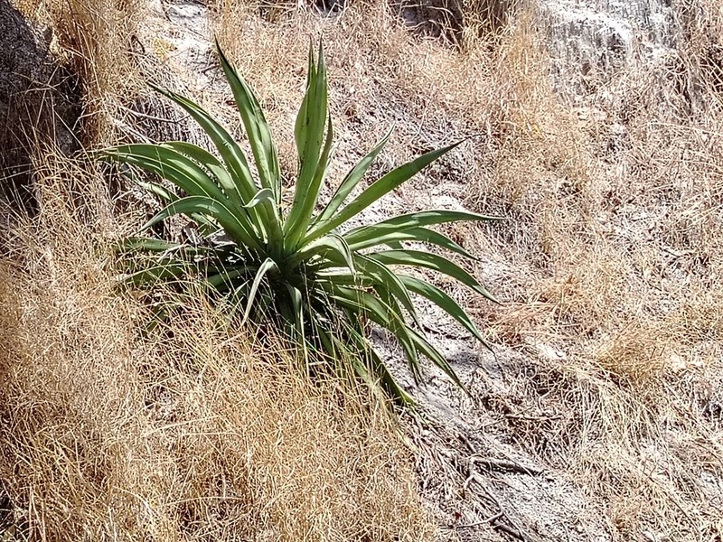 Agave hookeri photo 7