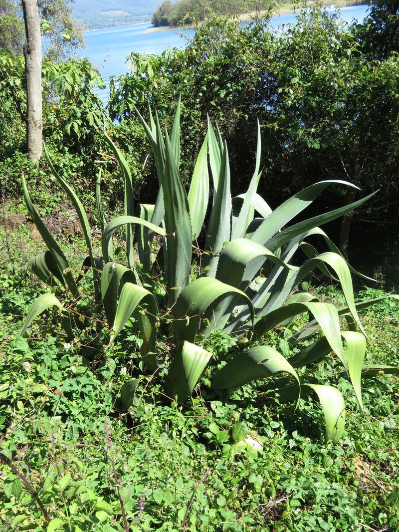 Agave hookeri photo 8