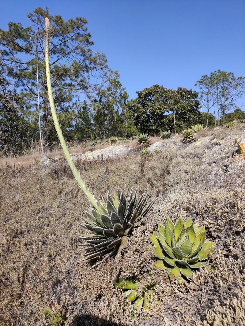 Agave horrida