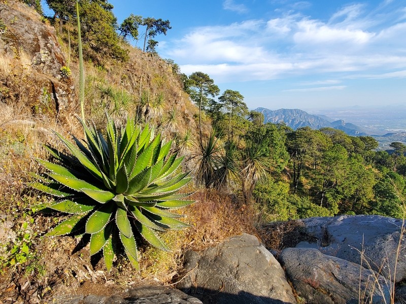 Agave horrida photo 2