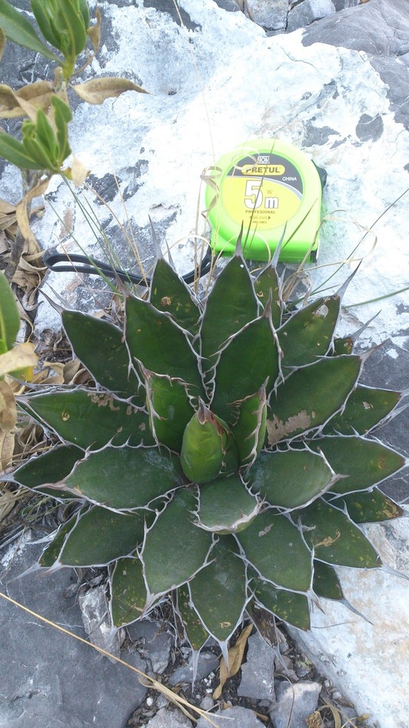 Agave horrida photo 3