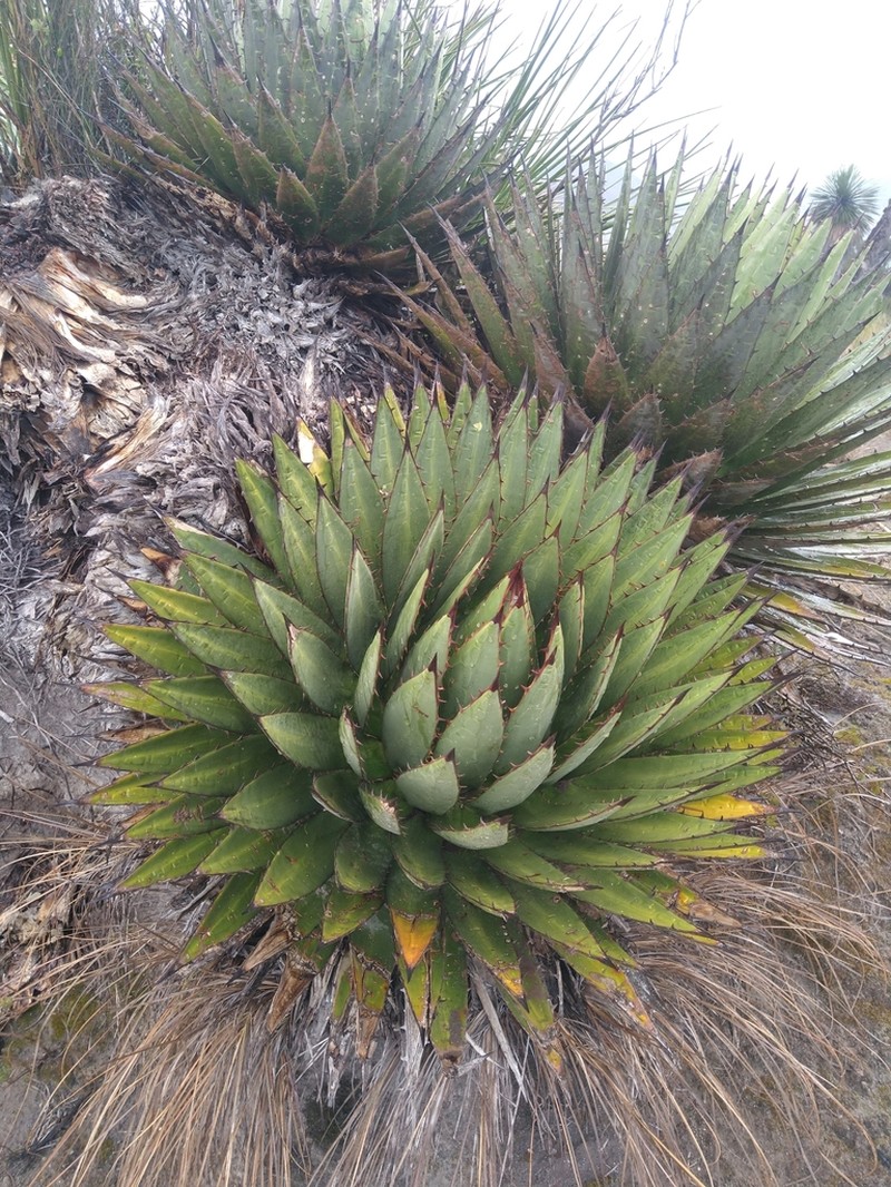 Agave horrida photo 4