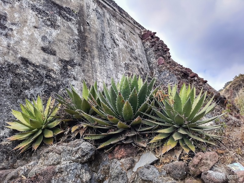 Agave horrida photo 5