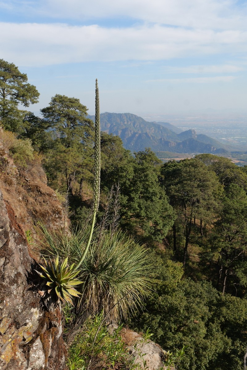 Agave horrida photo 6