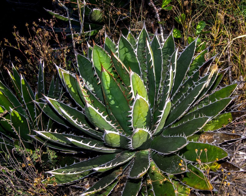 Agave horrida photo 7