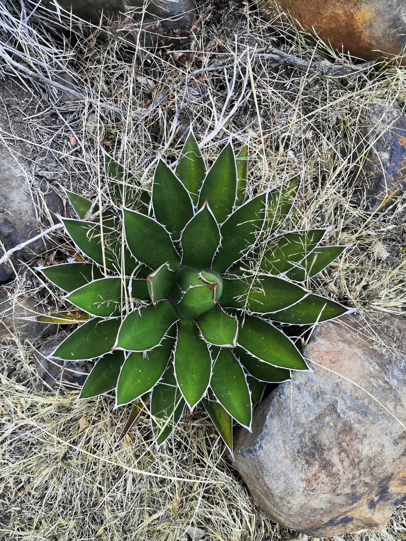 Agave horrida photo 8
