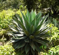 Agave hurteri