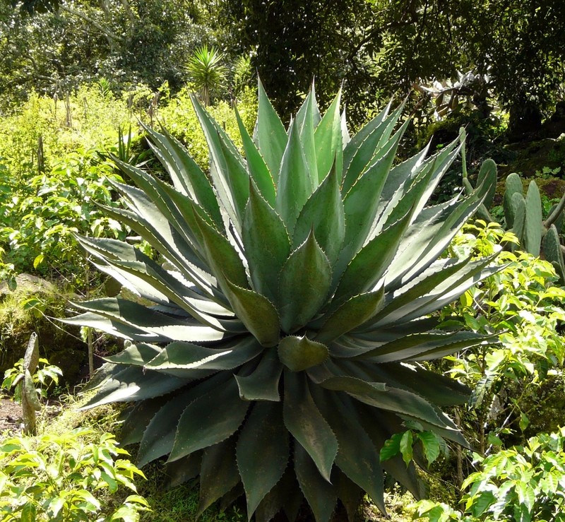 Agave hurteri