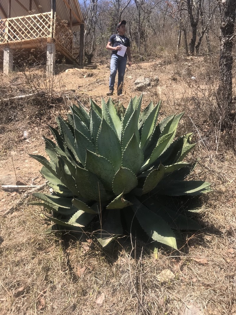 Agave hurteri photo 2