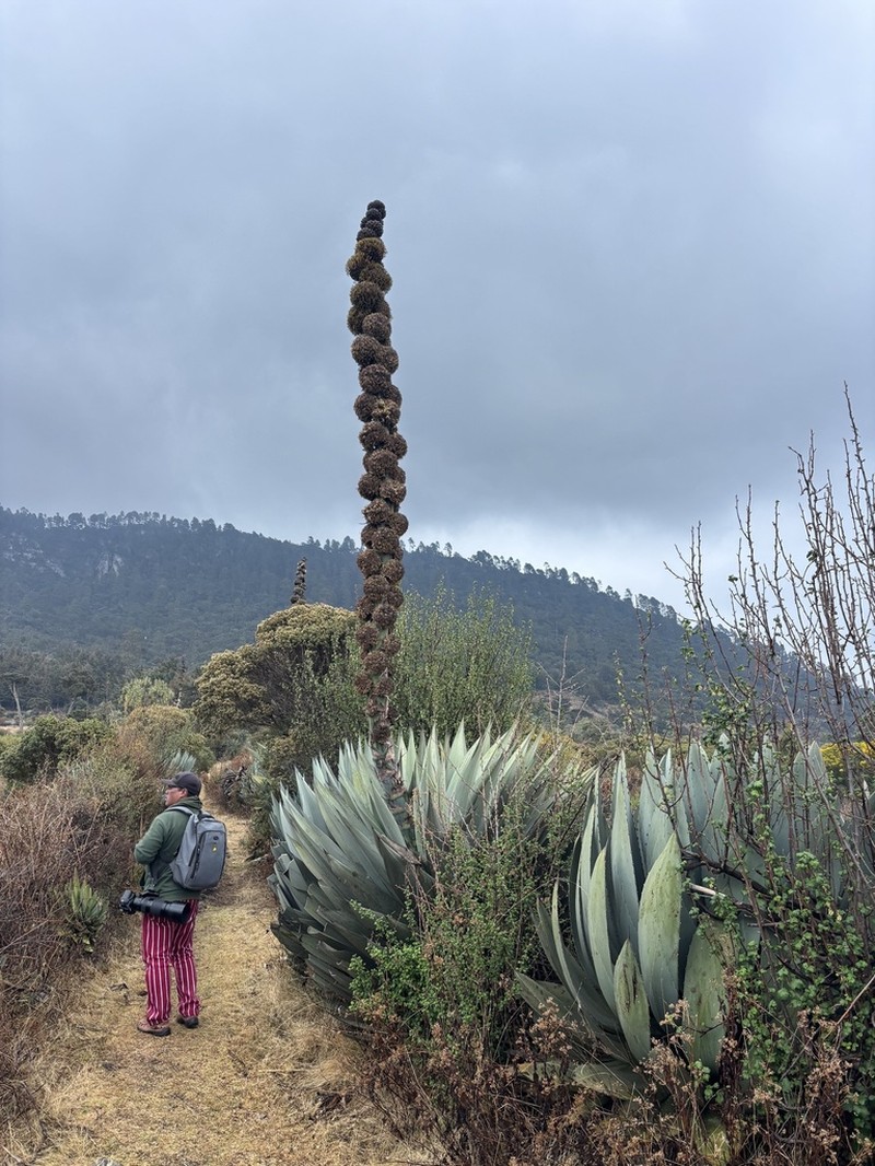 Agave hurteri photo 3