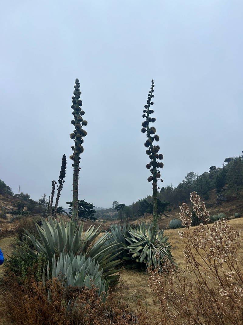 Agave hurteri photo 4