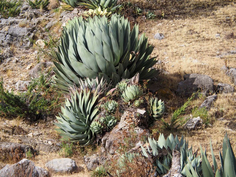 Agave hurteri photo 5